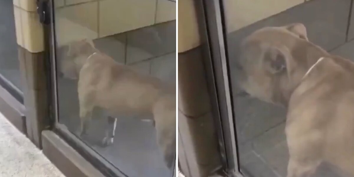 Dog Who Cried In His Shelter Kennel Now Can’t Stop Smiling With His Forever Mom