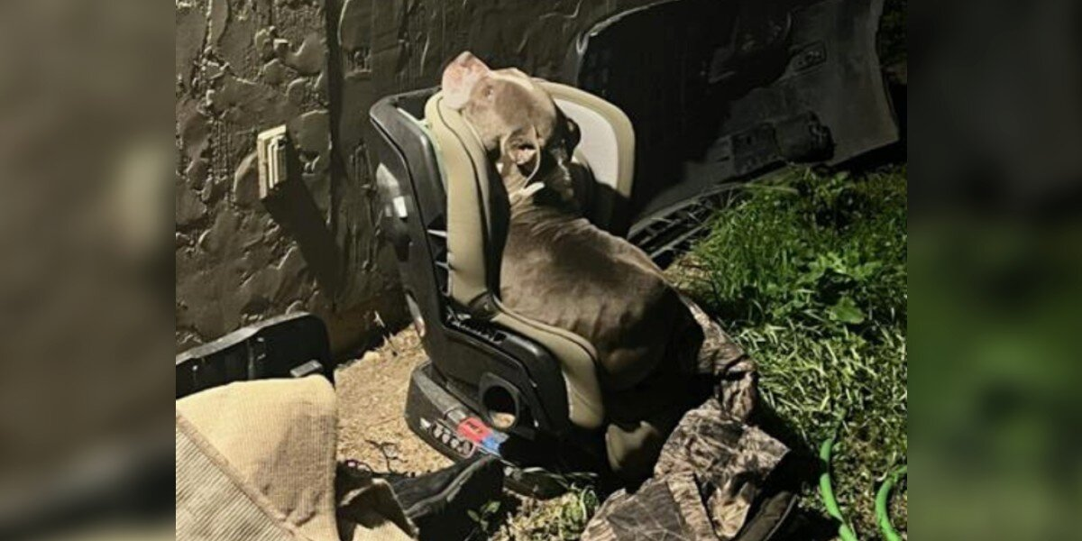 Stray Dog Finds Warmth In Child’s Car Seat During Winter Storm