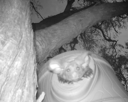 Rare, Adorable Animal Delights Scientists With Surprise Cameo on Hidden Camera