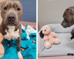Shelter Pup With Missing Ear Gives His Favorite Toy A Matching Makeover