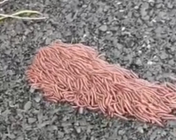 People Are Baffled By This Mysterious ‘Rolling Ball Of Spaghetti’