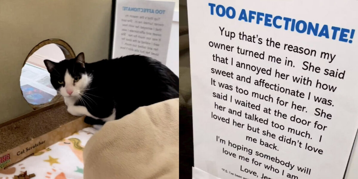 Cat Surrendered For Being “Too Affectionate” Finds Family Who Loves Him Just The Way He Is