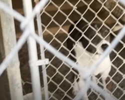 Deaf Senior Dog Overlooked In Fire Evacuation Finds The Happiest Ending