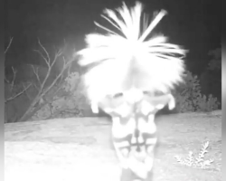 Wildlife Camera Captures Tiny ‘Dancer’ Showing Off Surprising Moves