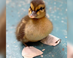 Rescuers Make Tiny Shoes To Help Orphaned Duckling Walk Again