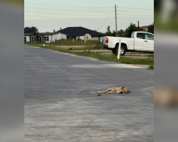 Exhausted Stray Collapses In The Road — Until A Hero Steps In
