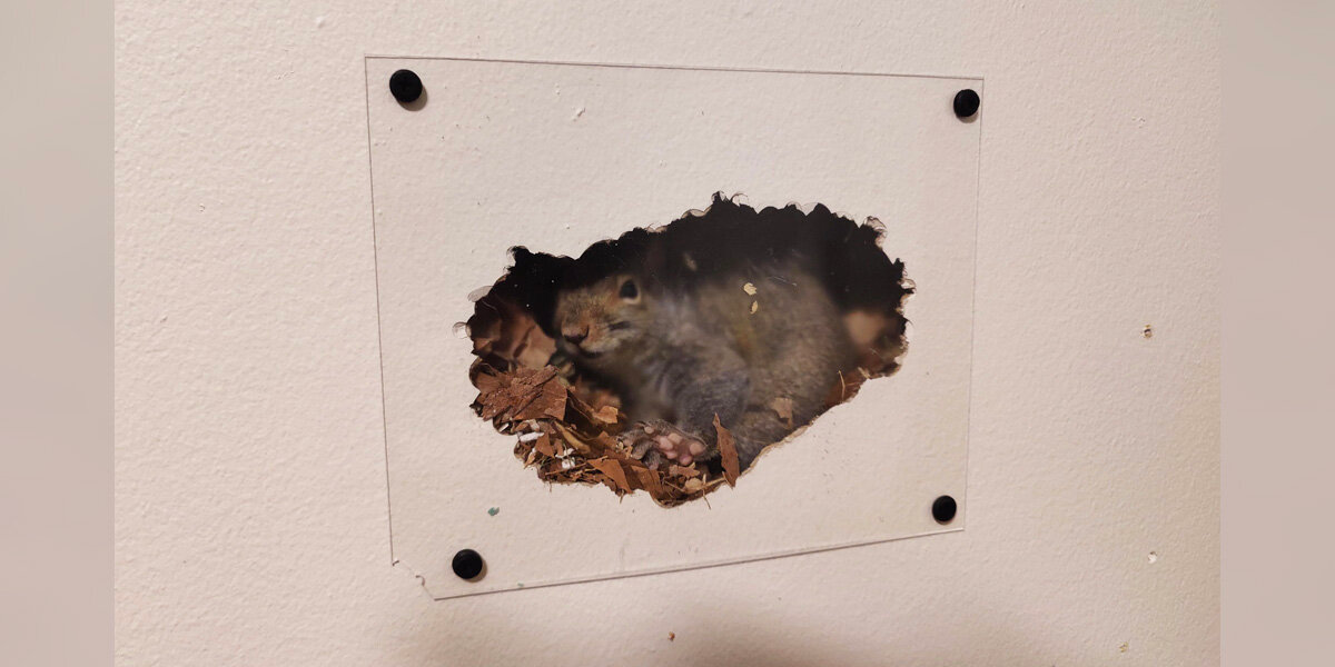 Man Installs a Tiny Window to Watch the Squirrel Secretly Living in His Wall