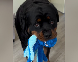 Anxious Rottweiler Finds Comfort In The Most Unexpected Way