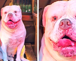 Brave Pup Saves Family From House Fire — Proves He’s the Goodest Boy