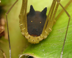 Tiny Creature With A Dog’s Face Is Confusing (And Scaring) Everyone Who Sees It