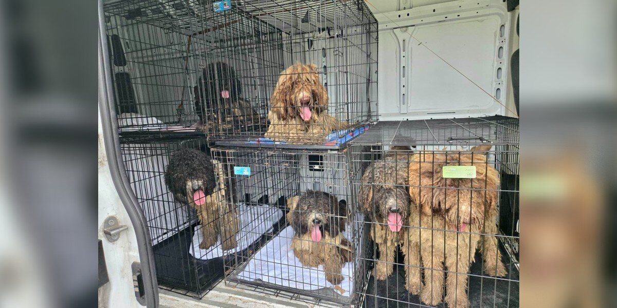Rescue Dogs Shed Over 50 Pounds Of Matted Fur — And Discover Freedom For The First Time