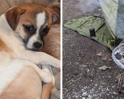 Couple Camps In Woods For 5 Nights, Grilling Sausages To Lure Back Their Lost Dog