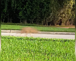 Woman’s Attempt To Photograph An Animal Walking By Ends In Hilarious Surprise
