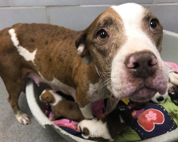 Mama Dog Dumped at Shelter Protects Her Puppies Until Help Arrives
