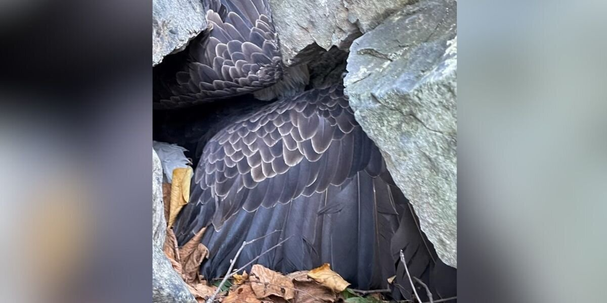 Climber Spots Wings Trapped Beneath a Boulder — And Helps Save Two Majestic Animals