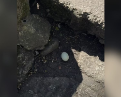 Man Stumbles Upon Egg On Sidewalk — And Decides To Give It A Chance At Life