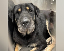 Dog On Euthanasia List Gets A Second Chance — And An Incredible Family Reunion