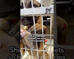 Shelter Dog Hurts Herself Begging For Pets Through Her Kennel