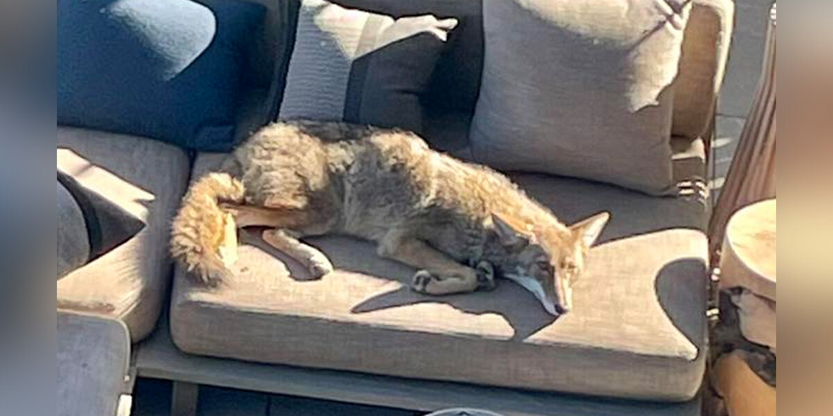 San Francisco Homeowner Wakes Up To A Wild Guest Napping On The Patio