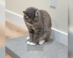 Former Street Cat Gets A Concrete Slab — And Couldn’t Be Happier