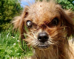 Stray Dog Once Too ‘Scary’ To Look At Now Radiates Pure Joy