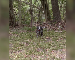 Dog Found Tied Behind Cemetery Cries For Help Until Rescuers Arrive