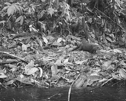 Researchers Capture Rare Otter Sighting In Malaysia After 11-Year Absence