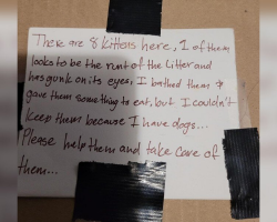 A Strange Feeling Leads Rescuer To Abandoned Box Of Kittens
