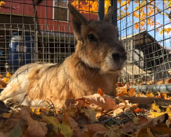 Rare Rabbit-Like Animal Delights Rescuers With His Unusual Voice