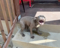 Puppy Refuses To Leave Family’s Porch Until Help Arrives