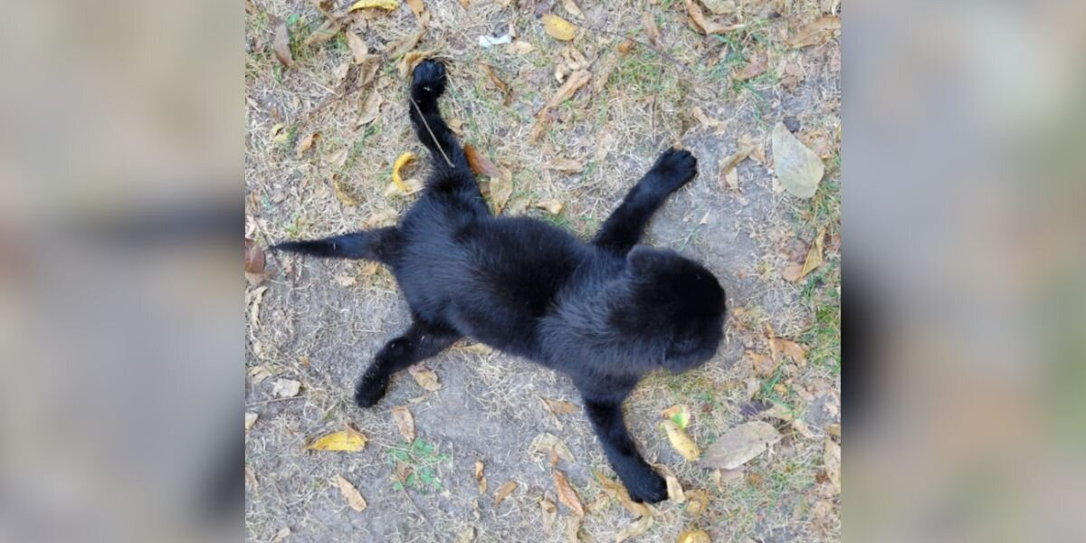 ‘Watch Ralphie Run’: Puppy Once Too Weak To Stand Defies The Odds