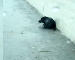 Driver Mistakes ‘Garbage Bag’ On Highway For Trash — Then Realizes It’s A Puppy