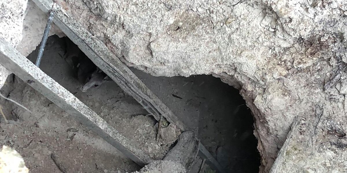 Tiny Face Peeks Out From Abandoned Mineshaft — And Rescuers Rush To Save Her