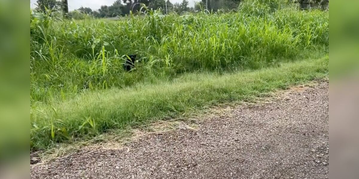 Rescuers Slam On The Brakes When They Spot Someone 'Shaking' Next To Highway