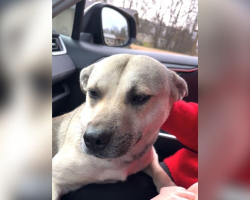 Pregnant Dog Jumps Into Car At Dollar General — And Changes Two Women’s Lives Forever