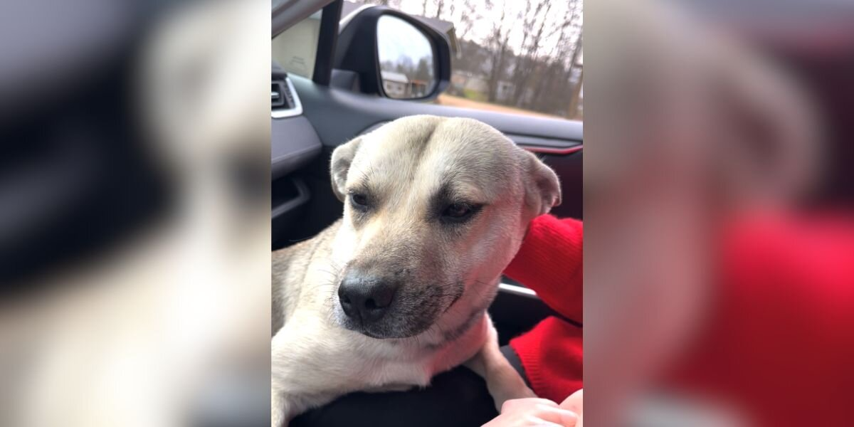 Pregnant Dog Jumps Into Car At Dollar General — And Changes Two Women’s Lives Forever