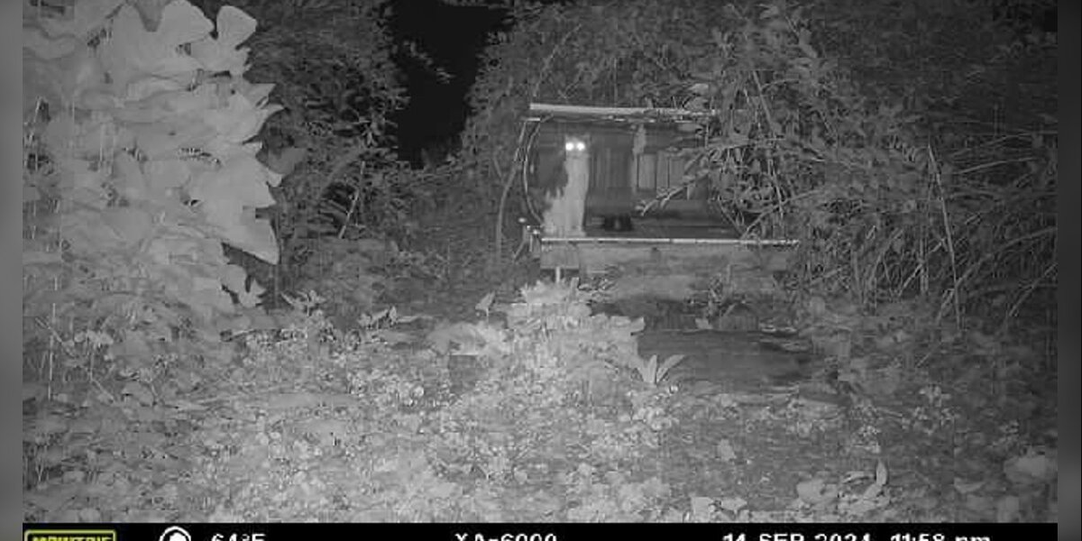 Pair of Glowing Eyes on Security Camera Turns Out to Be a Missing Friend