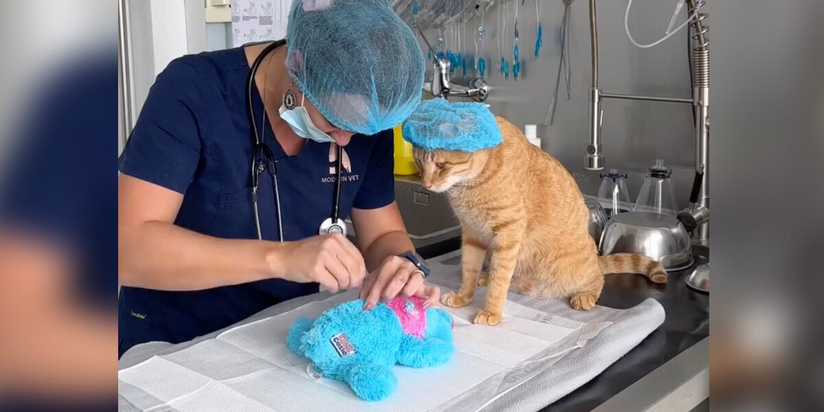 Vet Tech Performs “Emergency Surgery” on Cat’s Favorite Toy