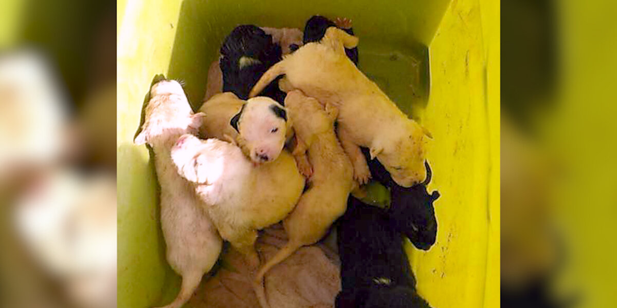 10 Tiny Puppies Found Dumped In A Trash Bin Outside Shelter