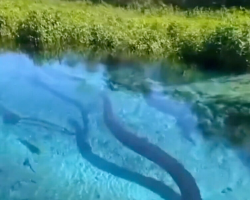 River Boat Crew Spots Something Massive Moving Just Beneath The Surface