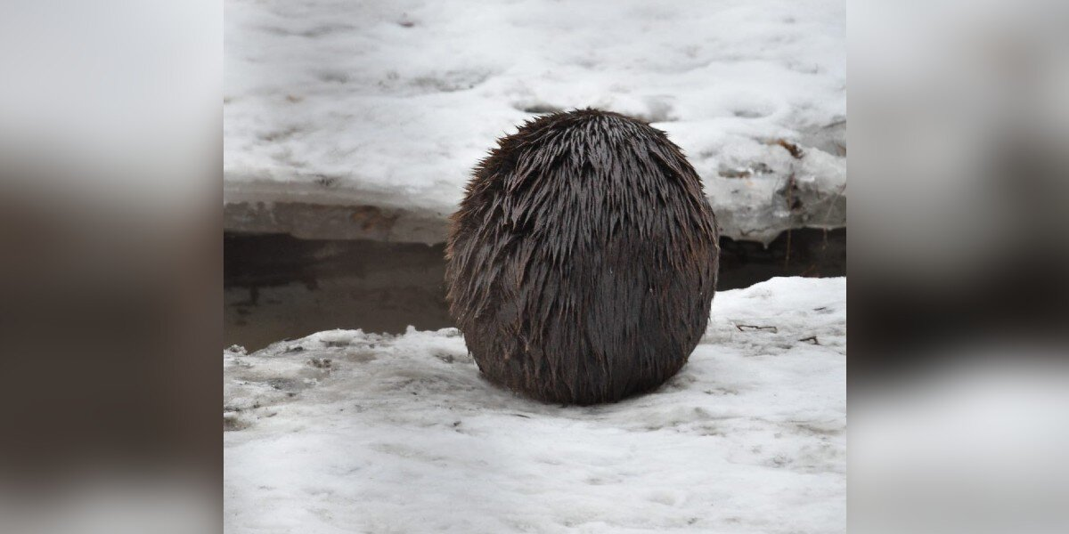 Woman Snaps Photo Of Mysterious Furry Blob — Then Realizes Who It Really Is