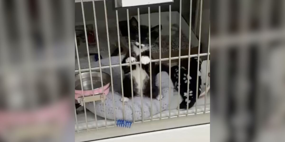 Tiny Kitten Glues Himself to Kennel Bars, Begging for Someone to Notice Him