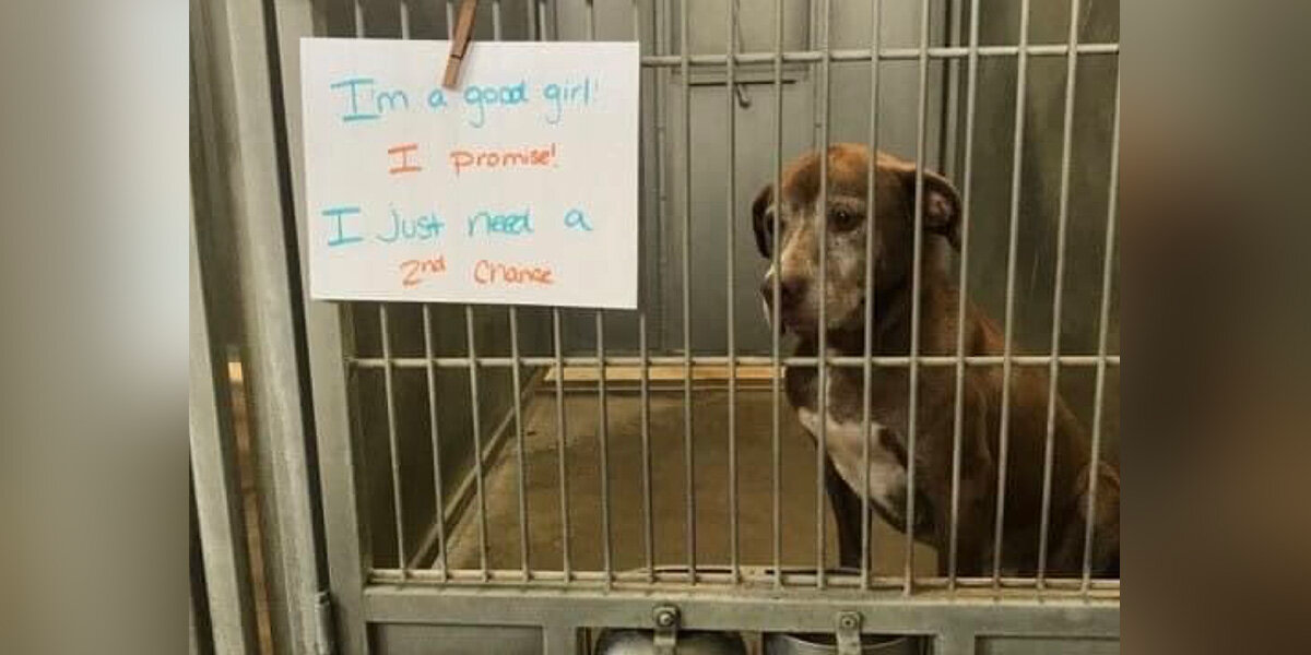 She Spent Half Her Life Waiting In A Shelter — Until One Person Finally Saw Her