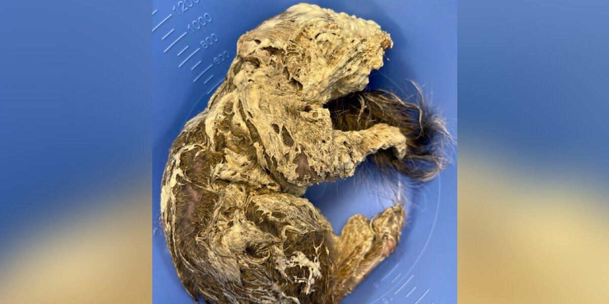Construction Worker Shocked To Find Tiny Creature Covered In Spray Foam