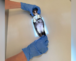 Tiny Puppy The Size Of A Guac Cup Needs The World’s Smallest X-Ray