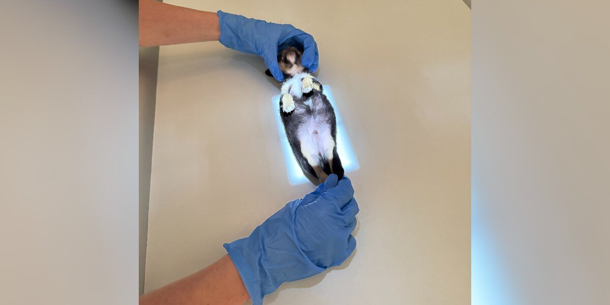 Tiny Puppy The Size Of A Guac Cup Needs The World's Smallest X-Ray