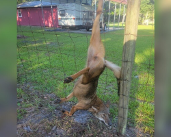 Coyote Rescued After Dangling from Fence — A Close Call Ends in Freedom