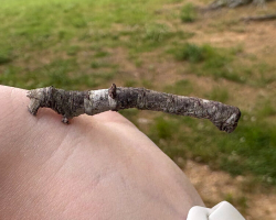 Woman Spots A Strange ‘Stick’ On Her Porch — Then Realizes It’s Alive