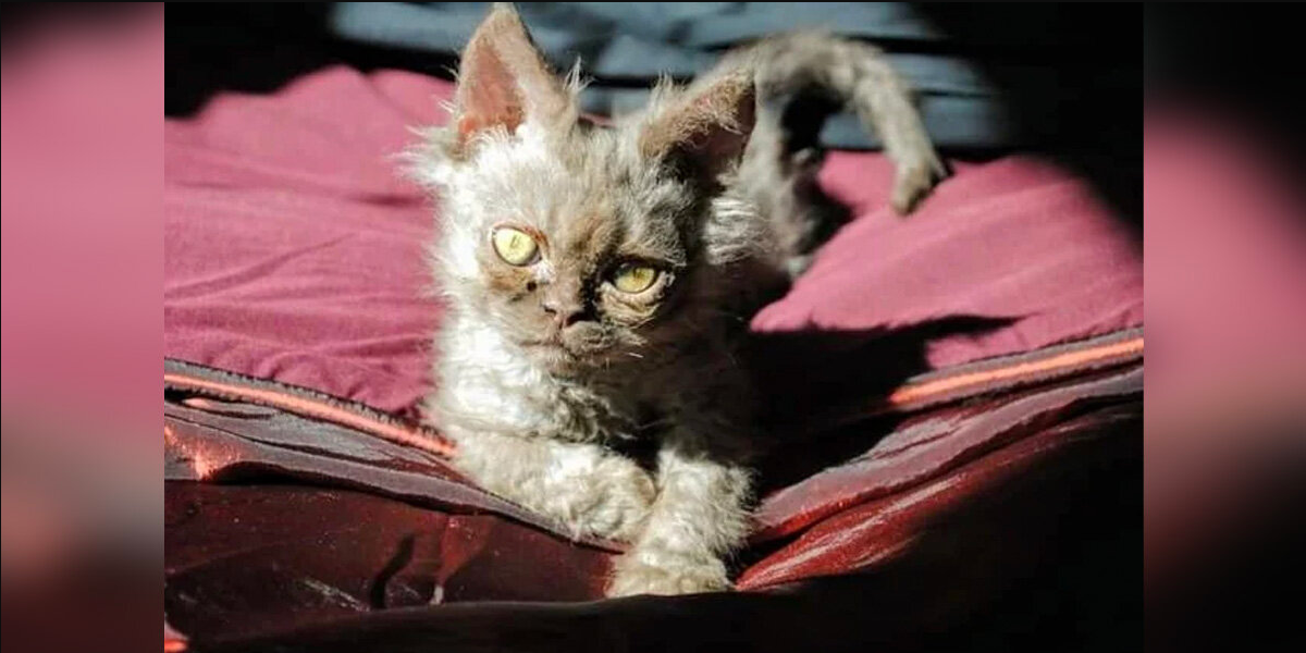 Woman Adopts The Weirdest-Looking Cat She’s Ever Seen — And Starts To Suspect He’s Not Entirely From Earth
