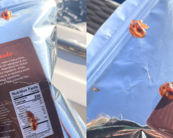 People Rescue Tiny Baby Octopuses Found Living On Ocean Trash — And Give Them The Sweetest New Home